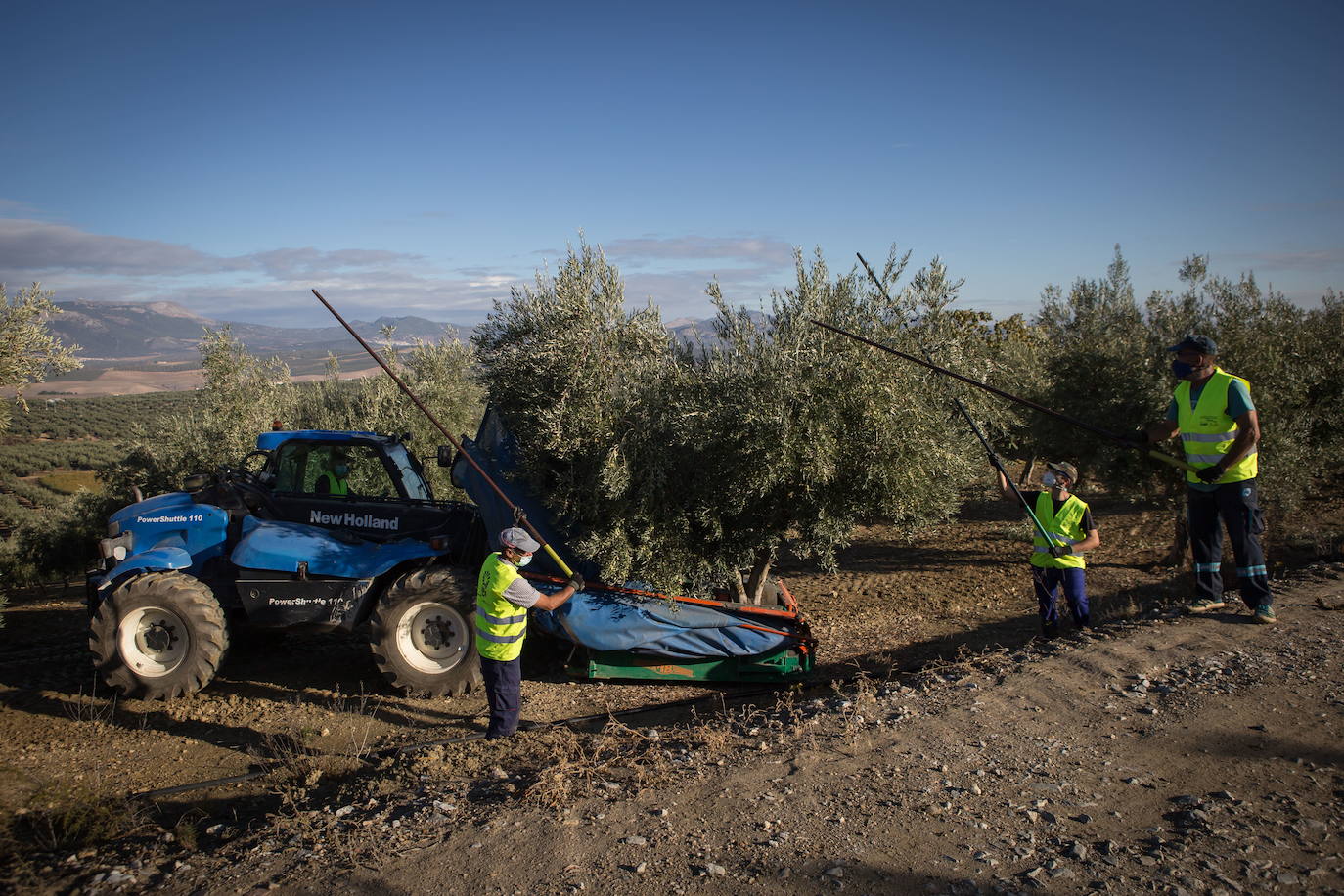 Labores de recolección de la aceituna en esta campaña. 
