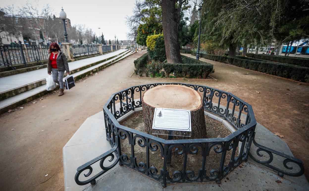 En memoria del cedro. La base del tronco sigue anclada en el jardín y una placa recuerda que dio sombra a los granadinos.