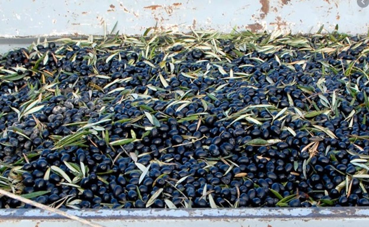 Tres hombres roban 2.600 kilos de aceituna en la provincia de Granada en la última semana