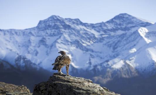 Águila Real en la loma de las Cunas de los Cuartos. 