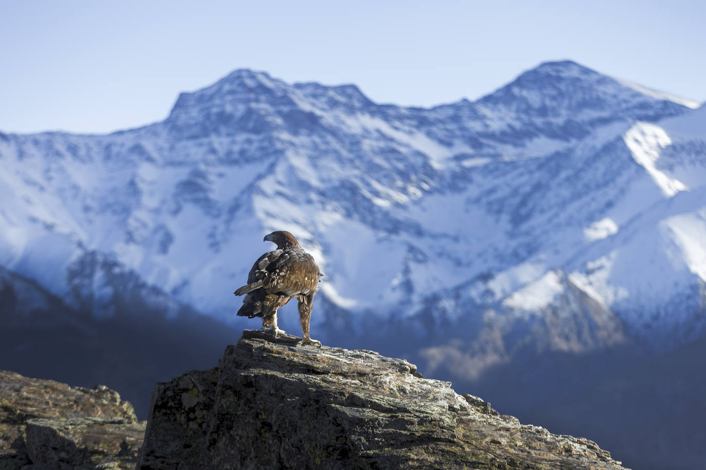 Aguila Real en La Loma de Las Cunas de Los Cuartos. 