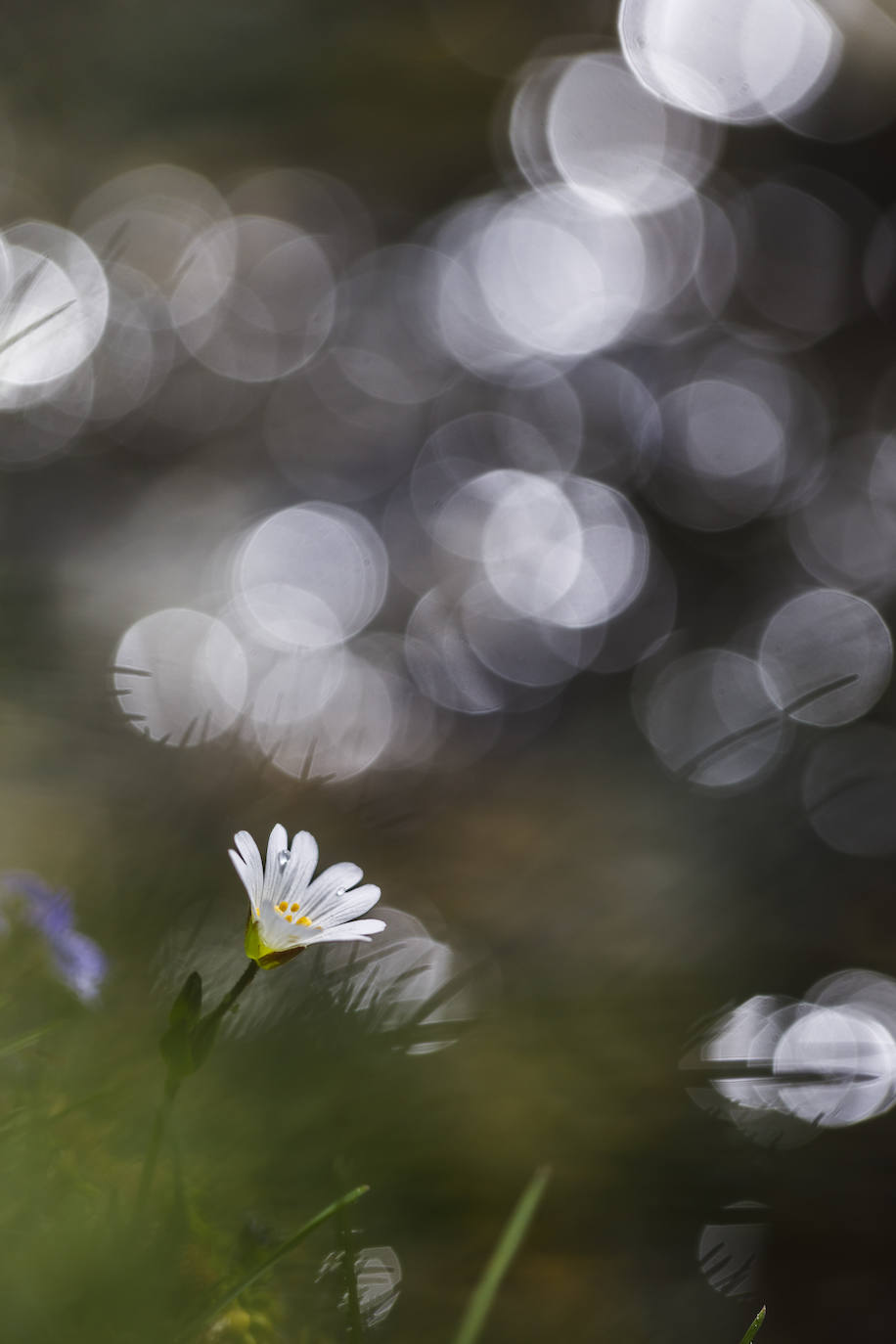 Cerastium alpinun. Sierra Nevada y su flora maravillosa. Imagen tomada en el Valle de San Juan, observatorio del cambio climático. 