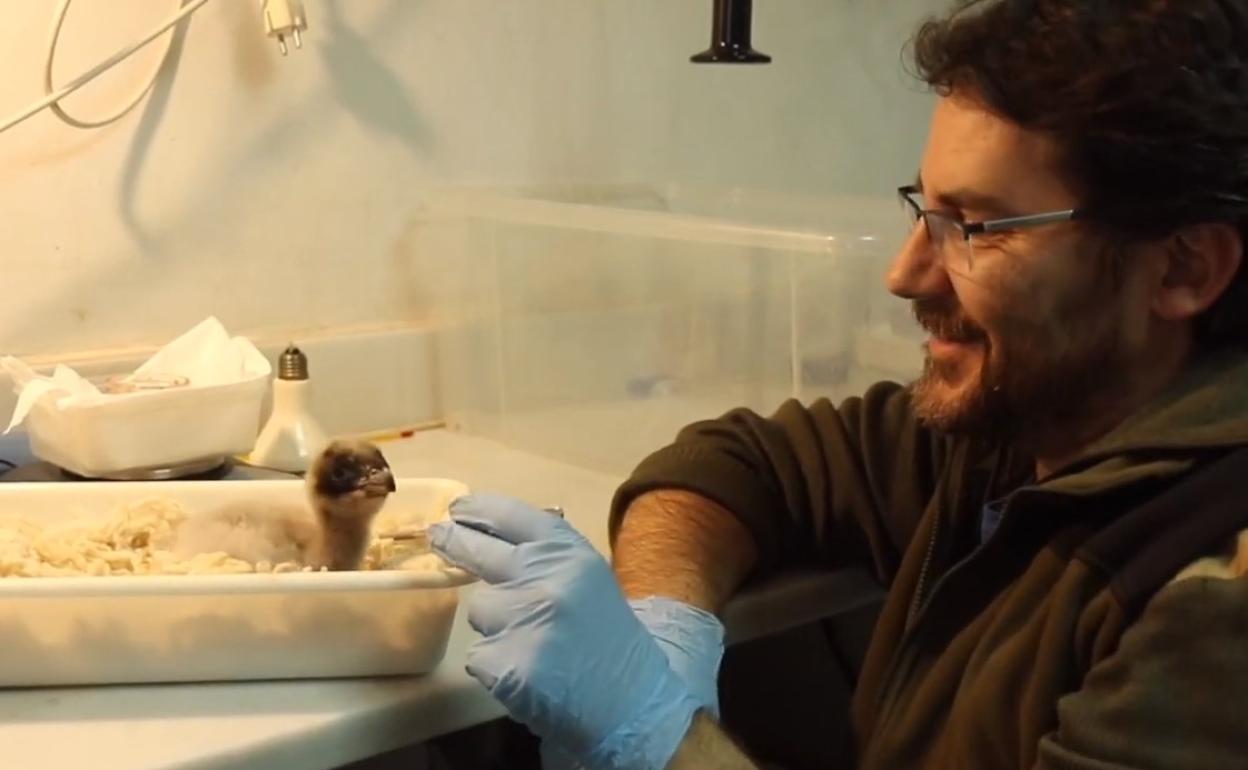 Cuidados a uno de los quebrantahuesos nacidos en el Centro de Cría de 'Guadalentín'. 