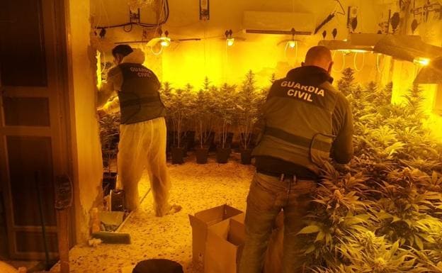 Descubren grandes invernaderos de marihuana en dos casas de Cogollos Vega con 1.390 plantas