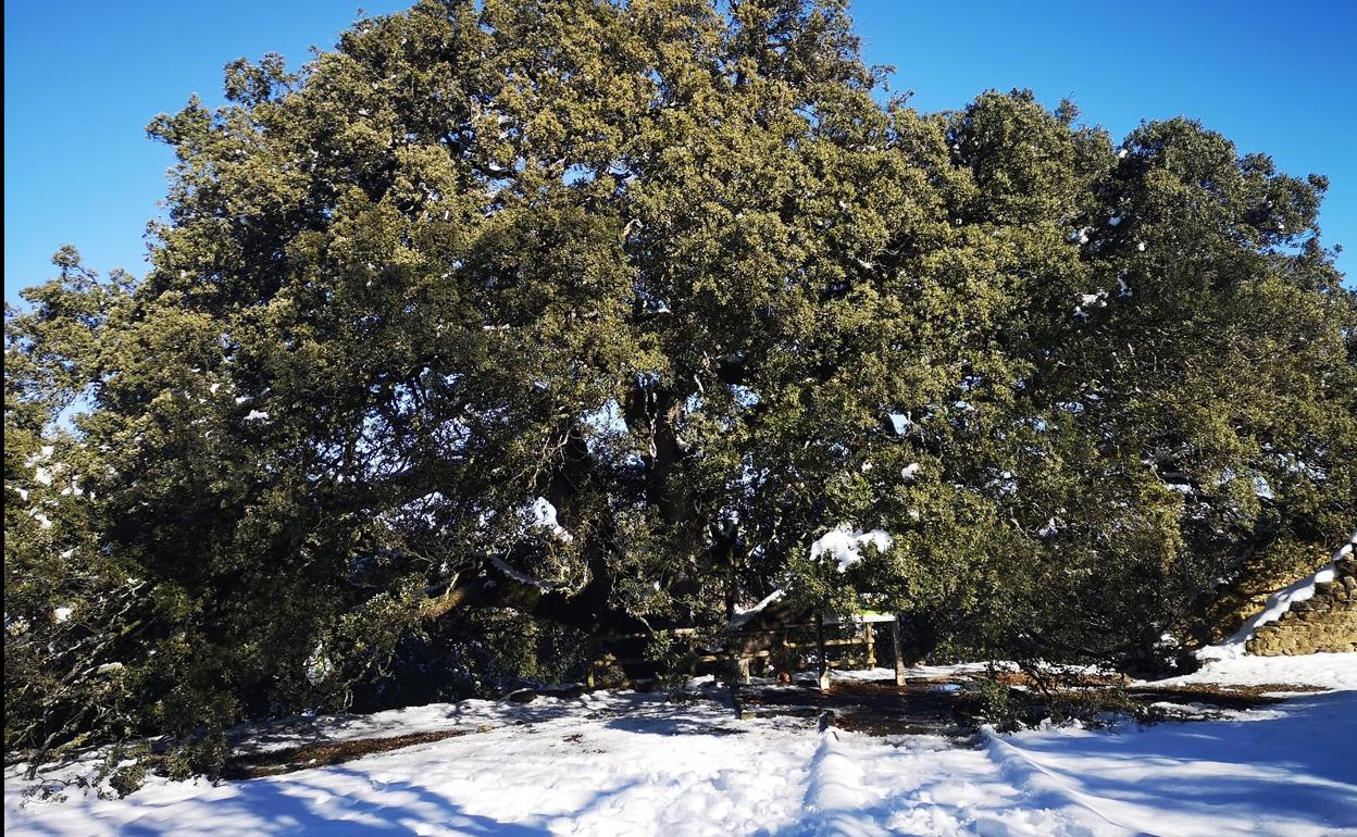 La 'Carrasca milenaria de Lecina', en una imagen invernal. 