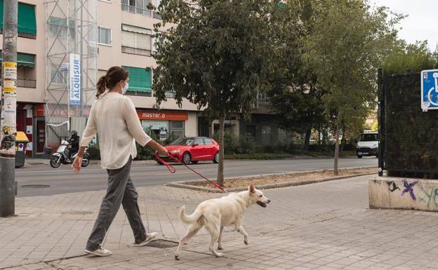 Detectan la variante británica de la covid-19 en perros y gatos