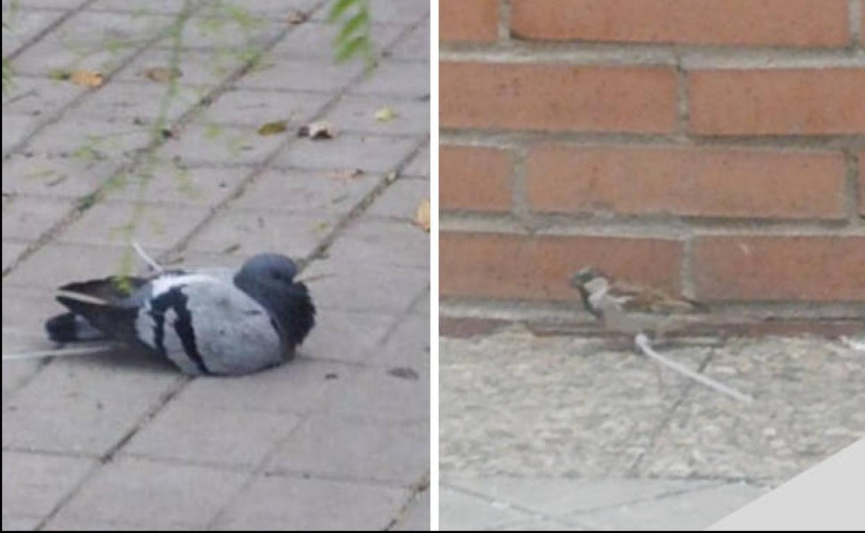 Pájaros a los que durante estas semanas alguien les ha atado las patas con bridas.