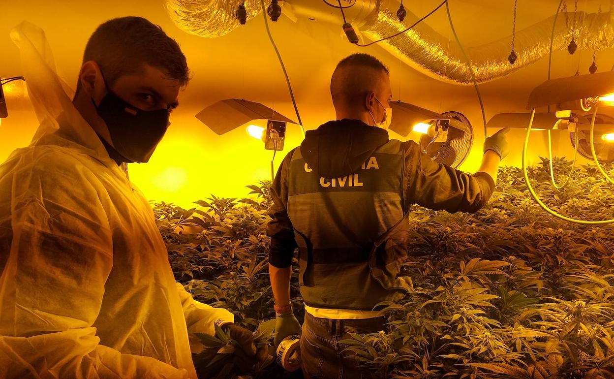 Tráfico de droga en Granada | Más de 1.700 plantas de marihuana incautadas y cinco detenidos en un operativo antidroga en la provincia