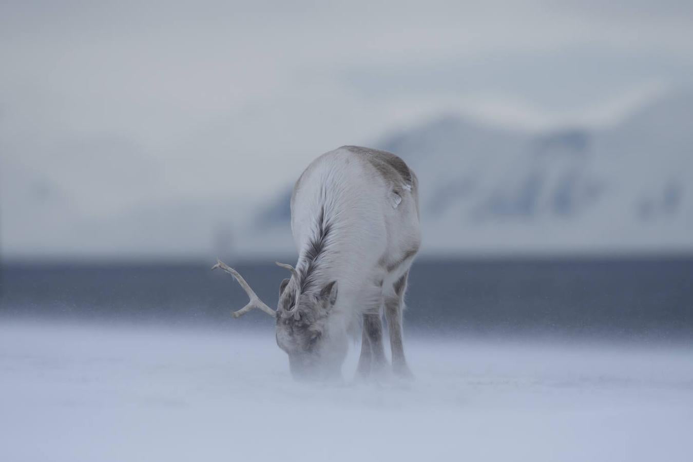 Fotos: Las impresionantes imágenes de naturaleza extrema en la isla de Svalbard