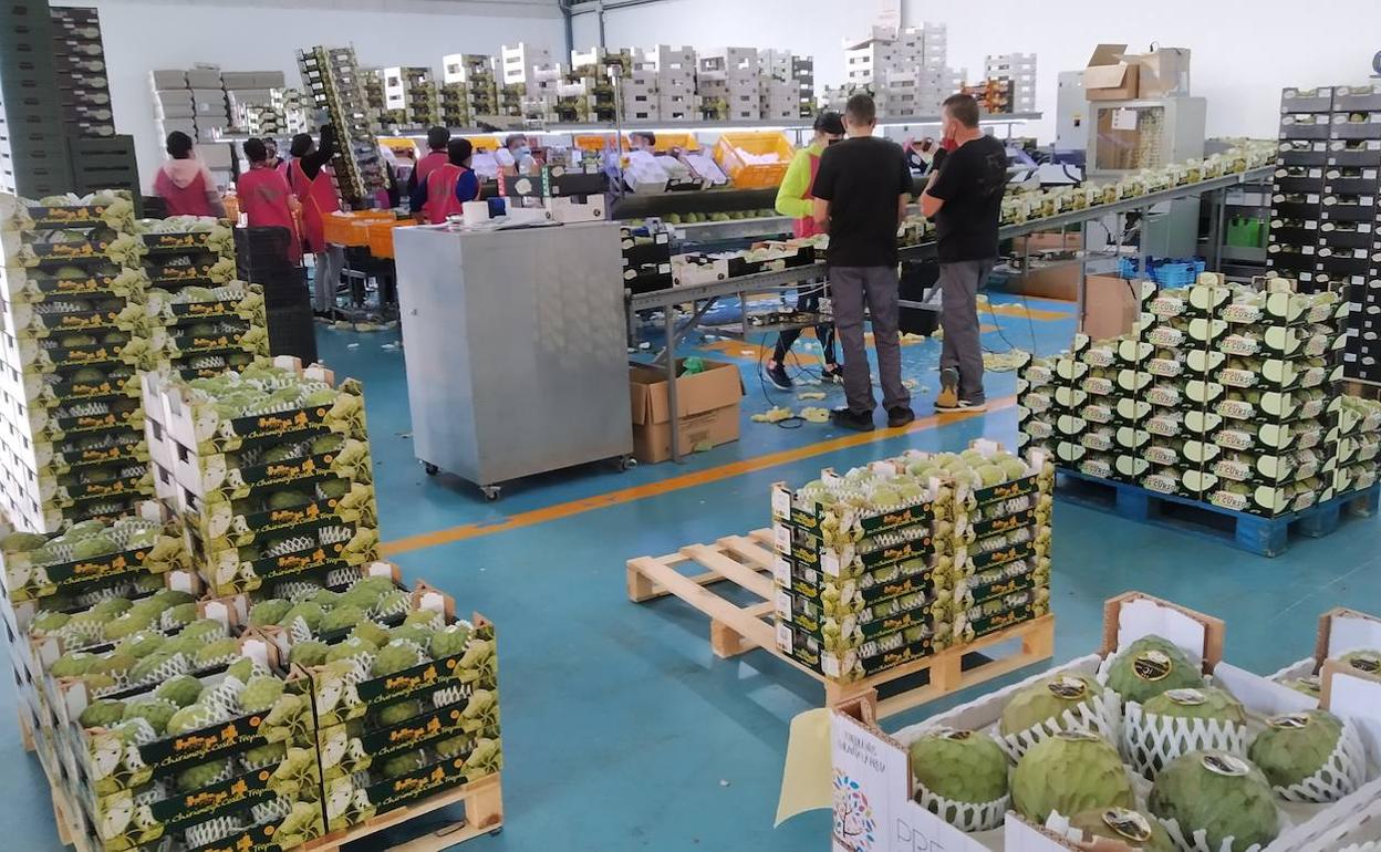 La Costa batirá el récord de producción de subtropicales tras perder la mitad de la cosecha esta campaña