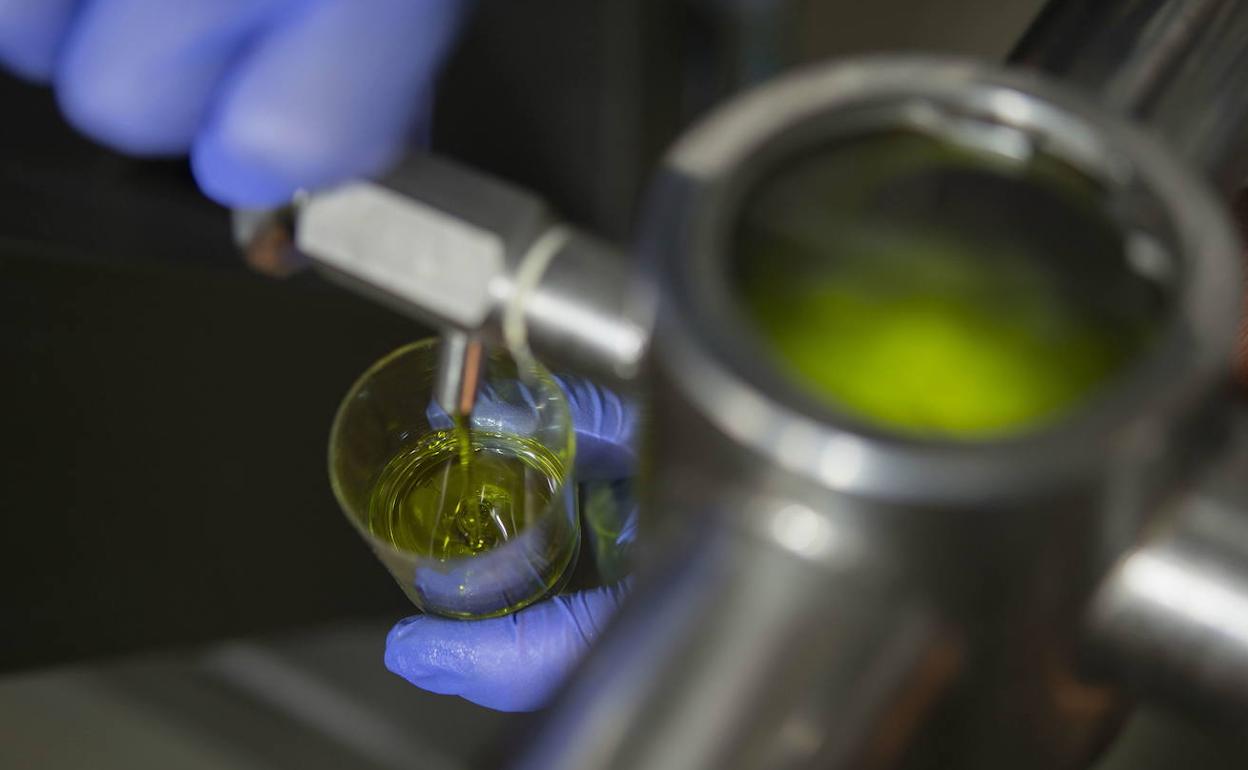 El precio del aceite de oliva seguirá subiendo: los productores
