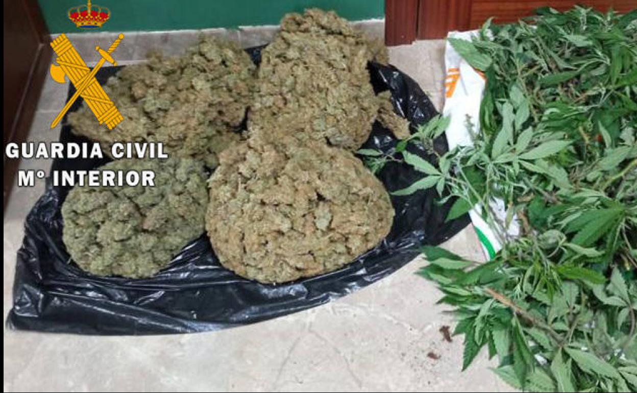 Marihuana intervenida en Lopera. 