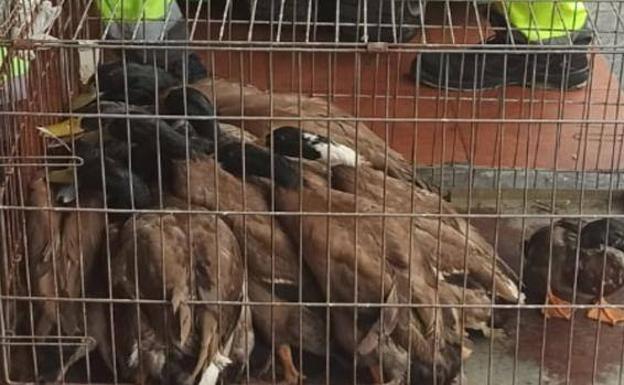 Encuentran 20 patos salvajes vivos en un restaurante chino