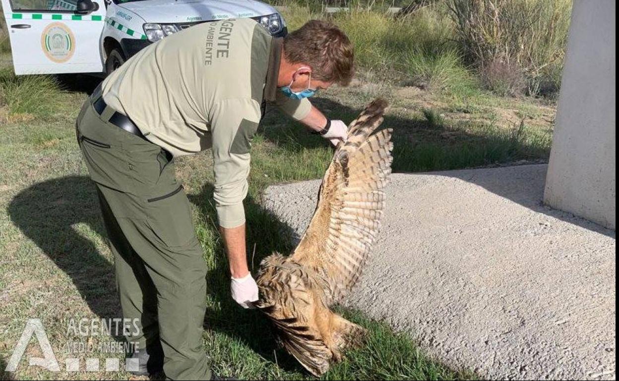 Un agente realiza el levantamiento del cadáver del animal.