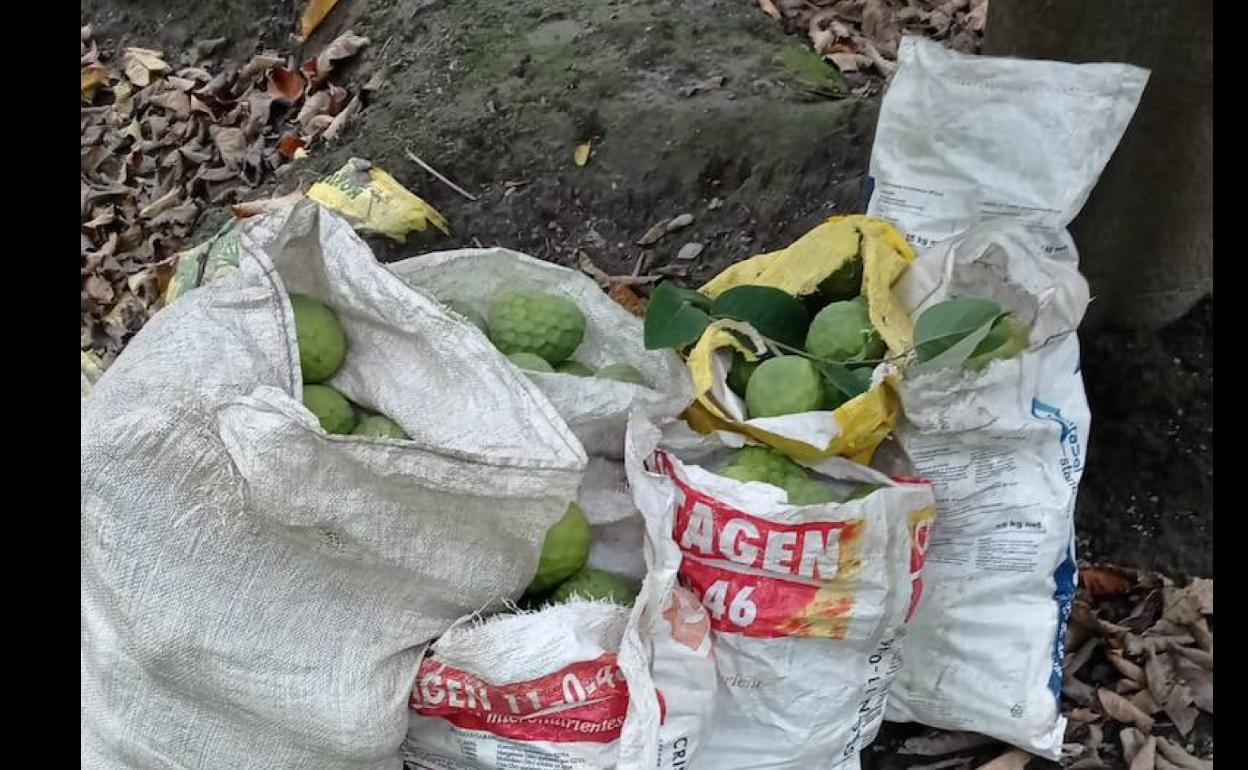 Le pillan dos veces en el mismo día robando chirimoyos en fincas de Almuñécar