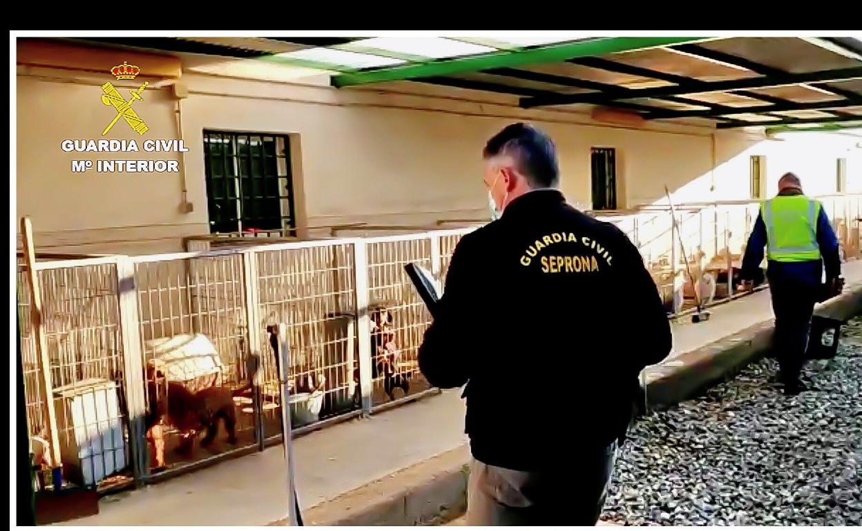 Agentes del Seprona en uno de los criaderos donde encontraron perros con las cuerdas vocales cortadas.