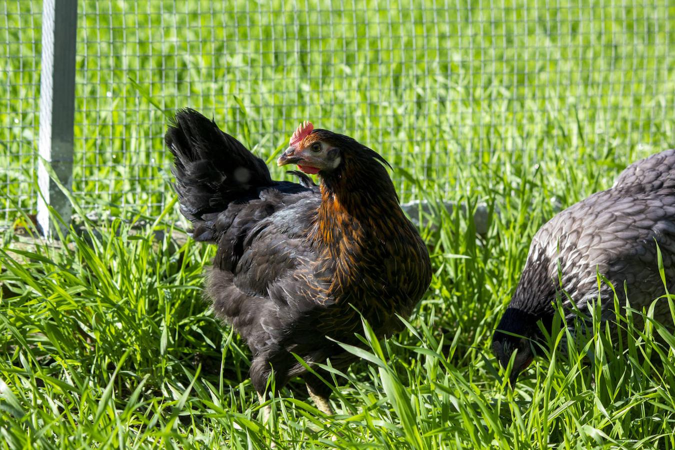 Gallina ponedora.