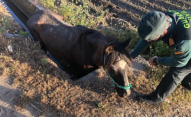 Complicado rescate de un caballo caído en una estrecha acequia cerca de Santa Fe