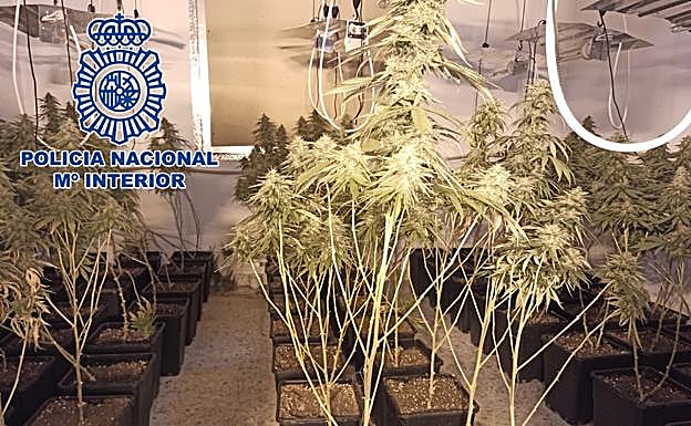 La 'Operación Lea' de la Policía acaba con tres pisos contiguos llenos de marihuana en Granada