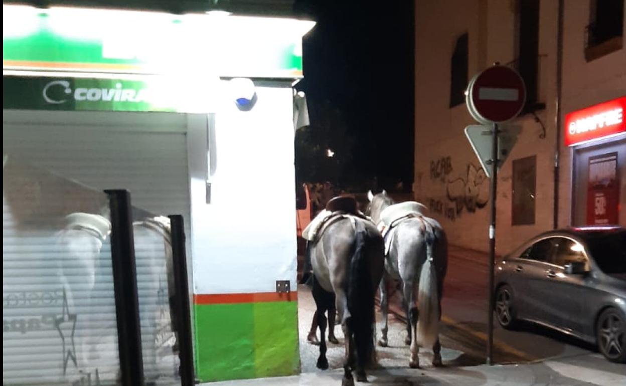 Dos de los tres caballos que anoche trotaron por las calles del Realejo. 