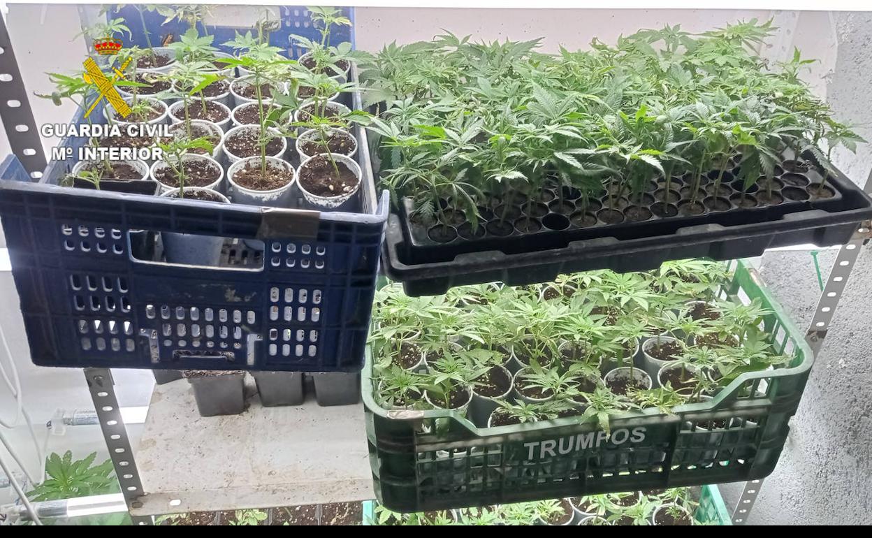 Operación Green Marsh en Monachil: caen dos importante centros de producción de marihuana. 