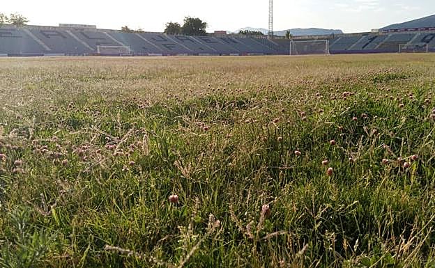 El césped del Real Jaén se encuentra abandonado. 