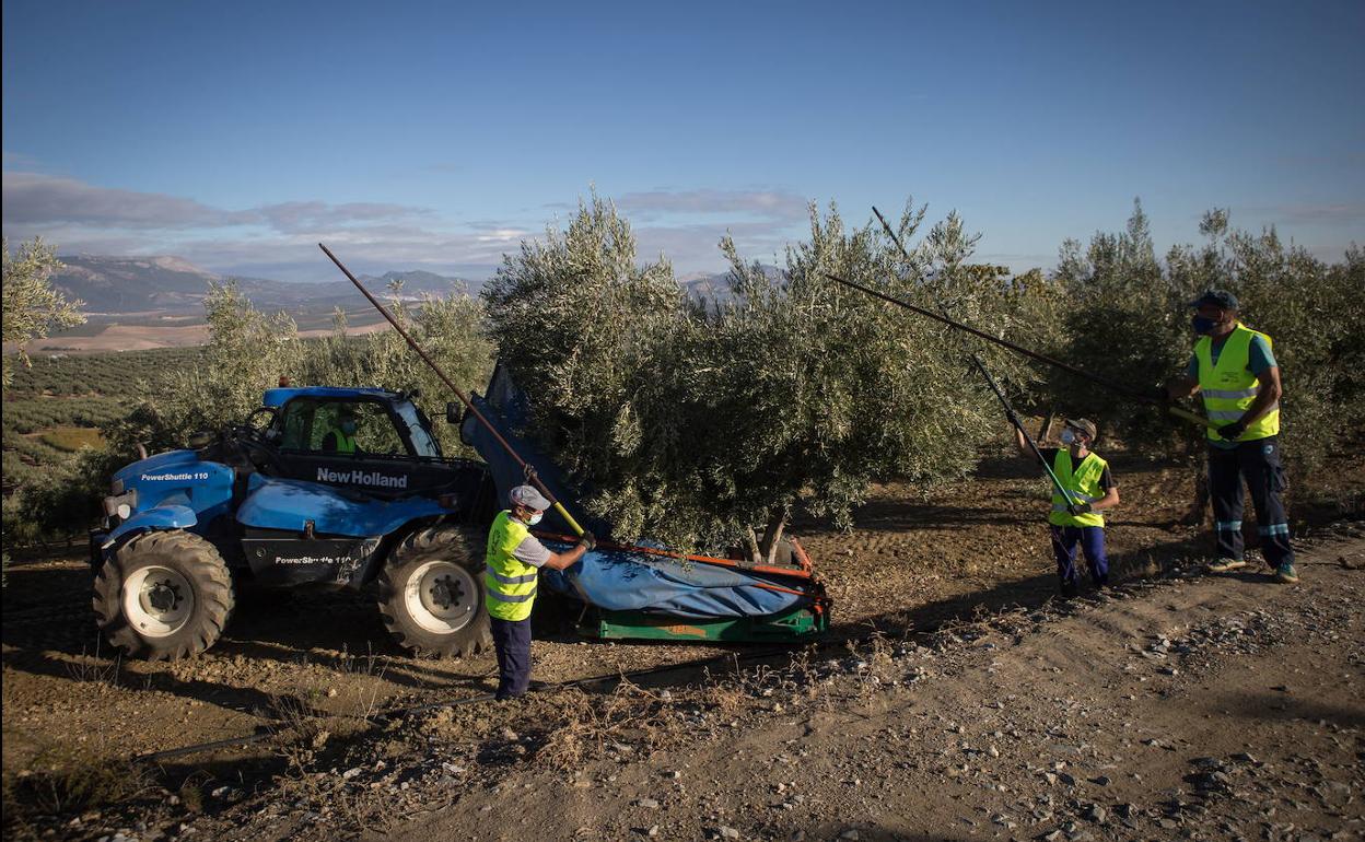 Recogida de la aceituna en esta pasada campaña. 