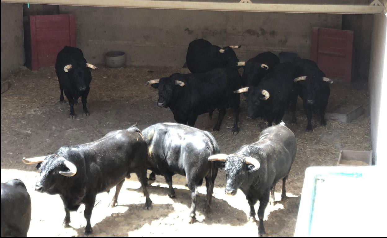 Desembarcan en Granada los toros de Fermín Bohórquez para la corrida de rejones