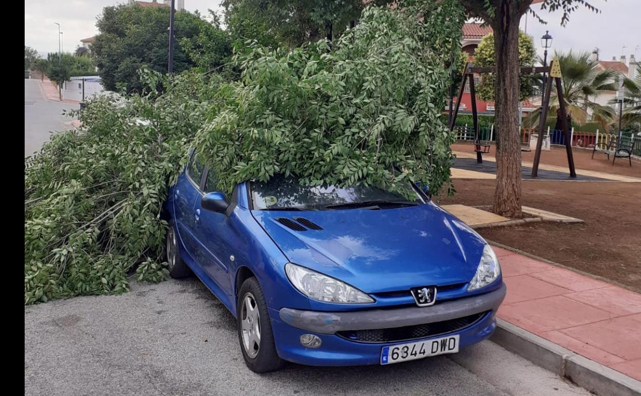 Las caídas de ramas de árboles fueron frecuentes por la tormenta.