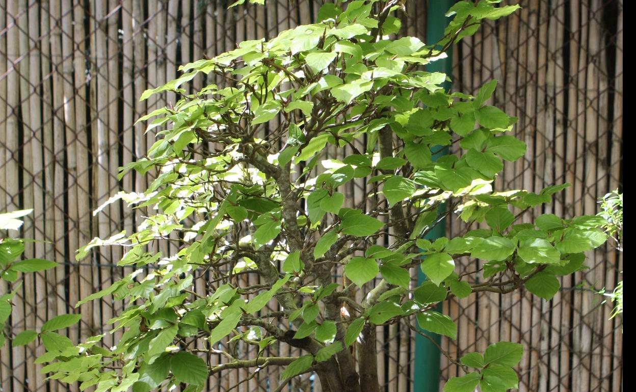 Así se cuida un bonsai para mantenerlo día a día