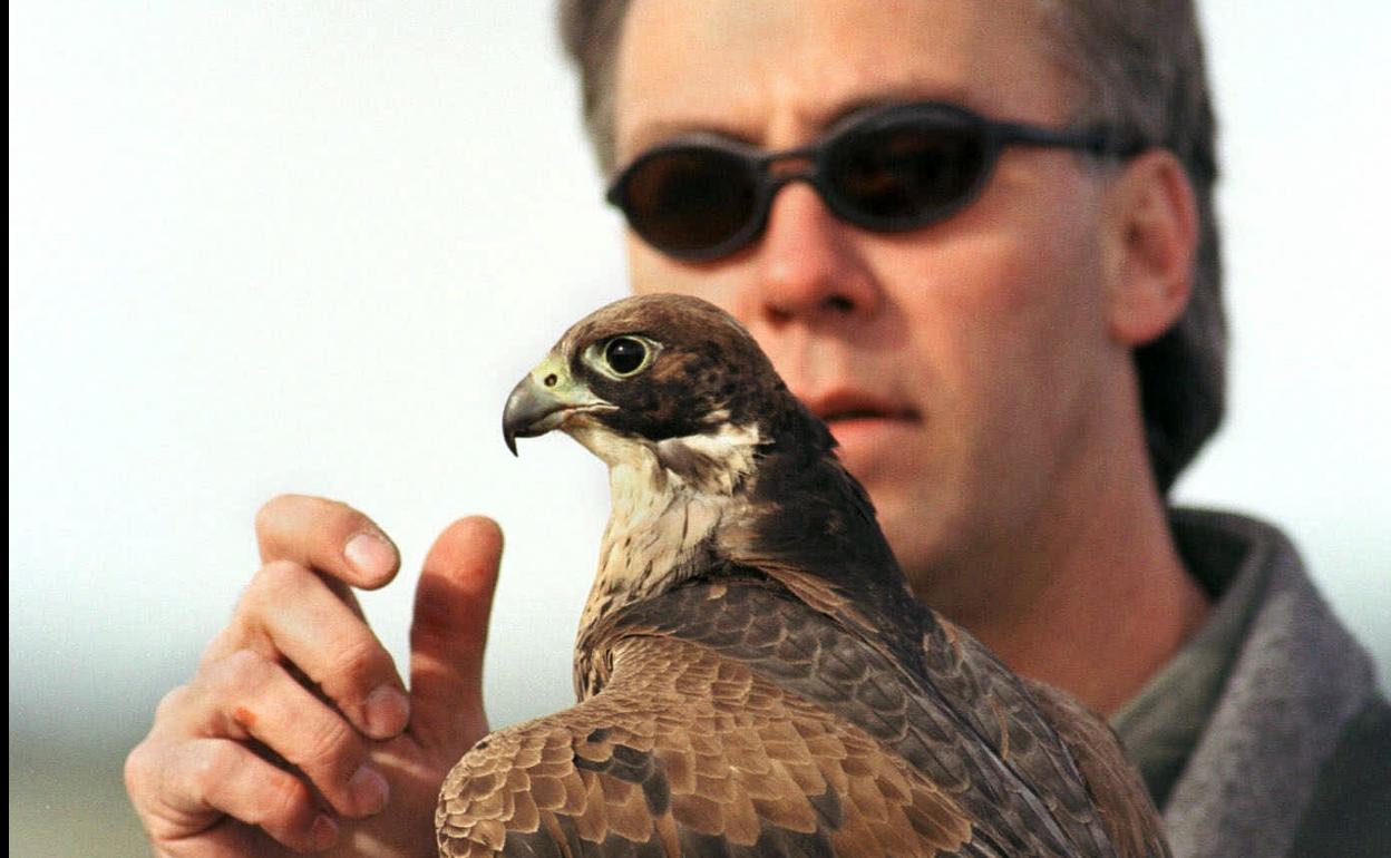 Cómo adentrarse en el mundo de la cetrería