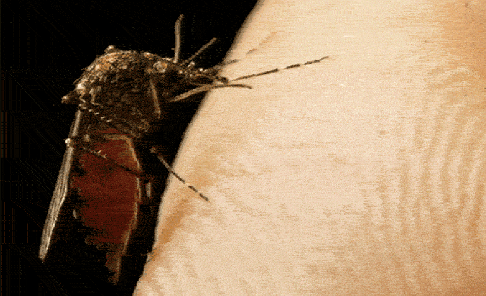 «Se están estableciendo medidas para evitar que la fiebre del Nilo sea un problema»