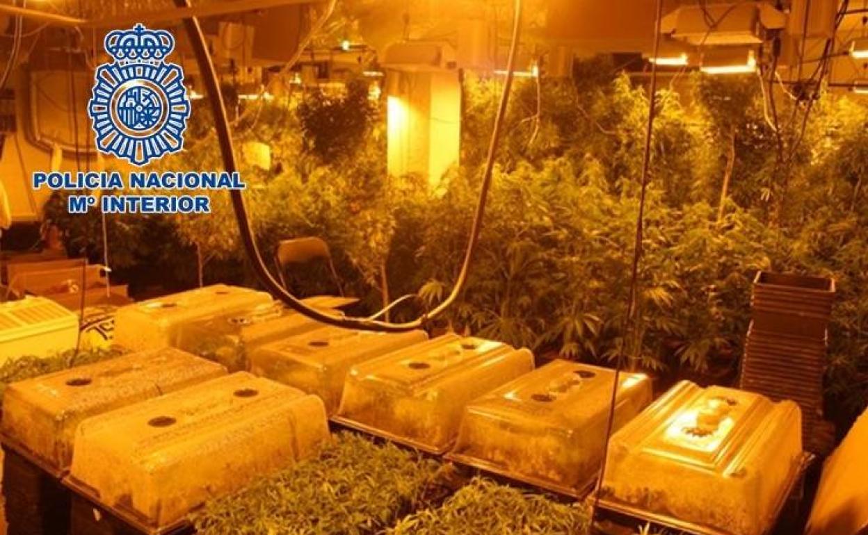 Operación antidroga: Desmantelan 3.380 plantas de 'maría' en un cultivo oculto en una lavandería de Granada