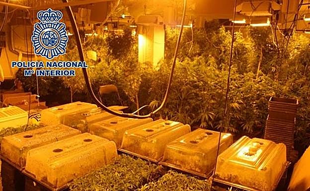 Desmantelan 3.380 plantas de 'maría' en un cultivo oculto en una lavandería de Granada