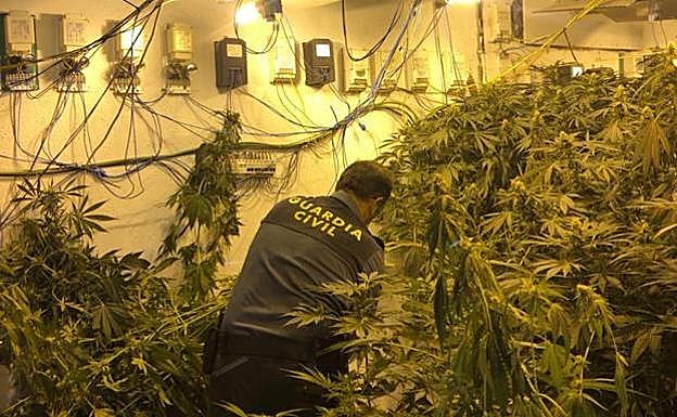 El fuerte olor en el patio de un colegio permite descubrir un invernadero de maria en la casa de un antiguo maestro de Salar