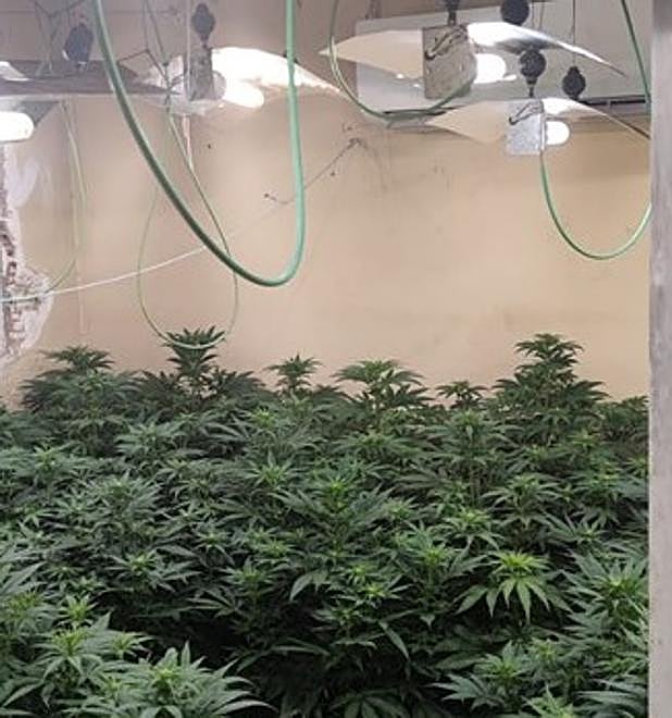 Marihuana descubierta. 