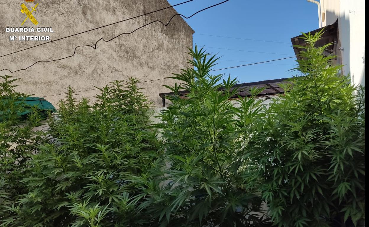 Las plantas de marihuana.