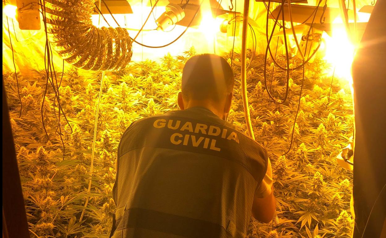 Caen dos centros de producción de marihuana en Cenes de la Vega y La Zubia