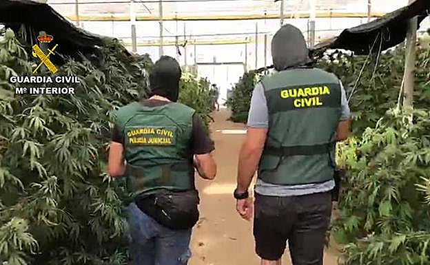 Plantación de cáñamo en la propiedad de los secuestradores.
