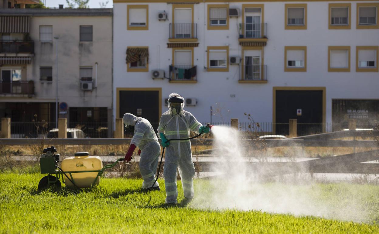 Labores de fumigación contra los mosquitos en Coria del Río el año pasado.