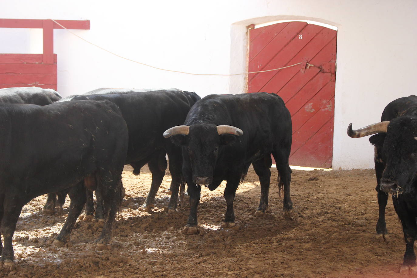 Reses lidiadas durante la pasada Feria en los corrales de la Plaza de Toros de Almería. 