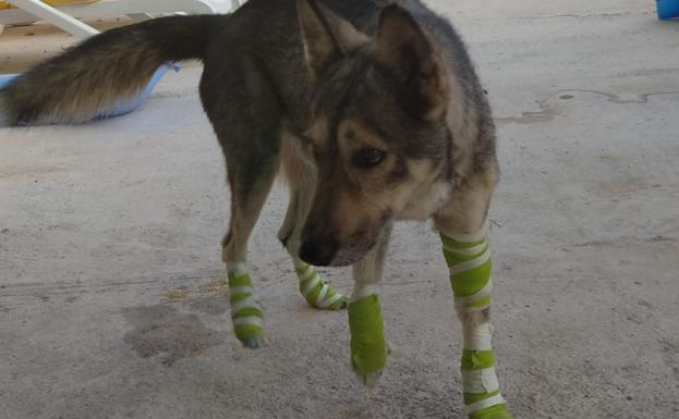 Salvan a un perro en Cúllar que estaba siendo arrastrado atado a un coche