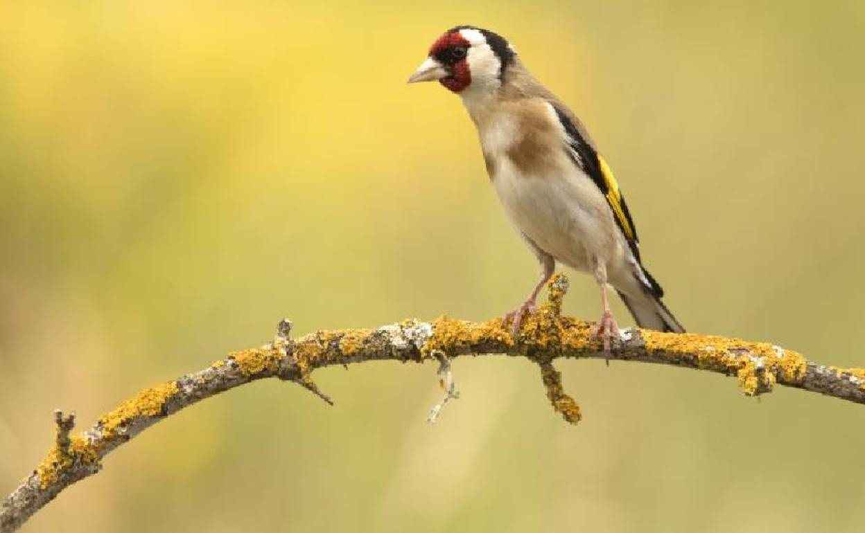 Caza ilegal: Dos investigados por capturar aves protegidas con medios prohibidos en Granada
