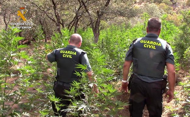 Agentes en la plantación descubierta.