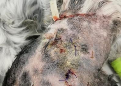 Imagen secundaria 1 - Maltrato animal | Rescatan a una perra de caza en Granada con el cráneo roto a golpes