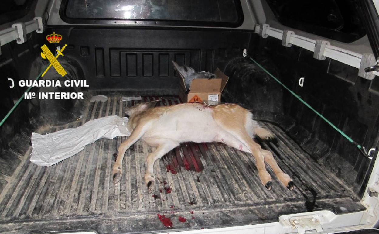 Caza en Granada: Investigan a un furtivo de Granada por matar una cría de gamo sin autorización