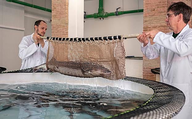 Imagen principal - Imágenes del proceso de producción y elaboración del caviar ecológico de Ríofrío. 