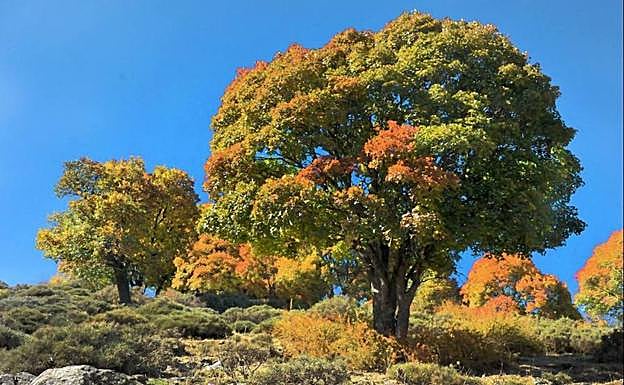 En otoño, la variedad de colores de las hojas se amplía. 