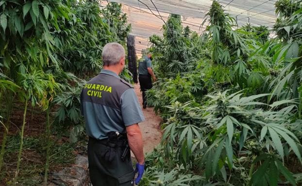 Incautan 9.700 plantas de cannabis sativa en un invernadero de Granada
