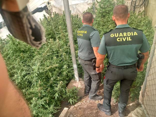 Efectivos de la Guardia Civil encuentran numerosas plantas de cannabis en una vivienda de Cijuela.